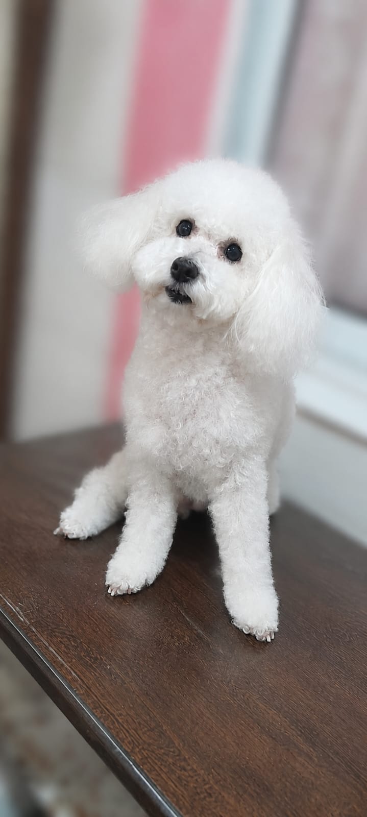 Bella, bichón frisé esponjoso después del corte en peluquería canina Quilmes
