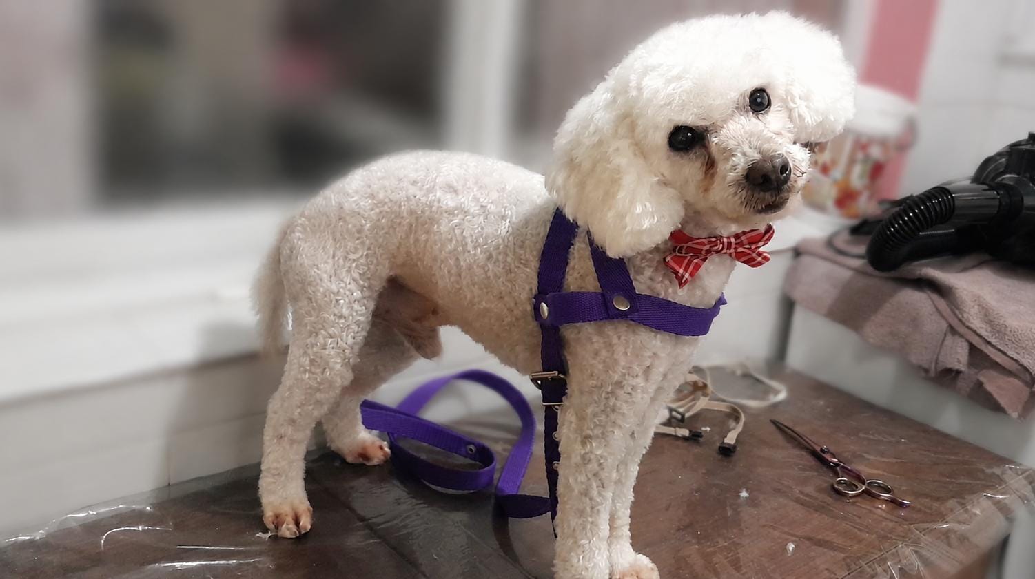 Bobby, caniche toy blanco con baño y corte en peluquería canina Quilmes