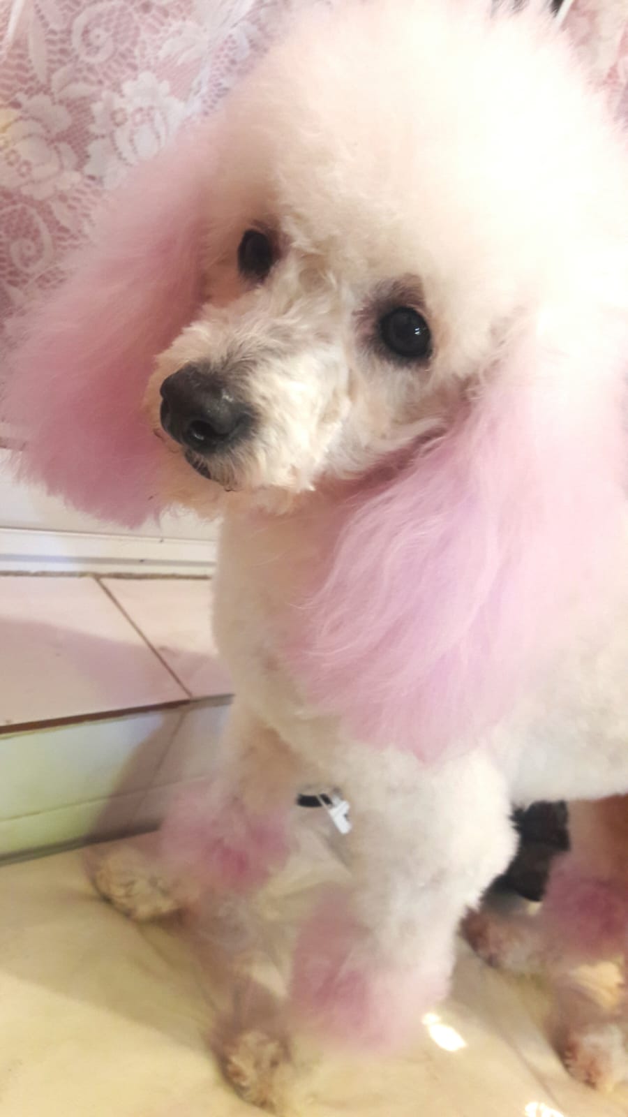 Candy, caniche toy con tinte rosa en estética canina Quilmes