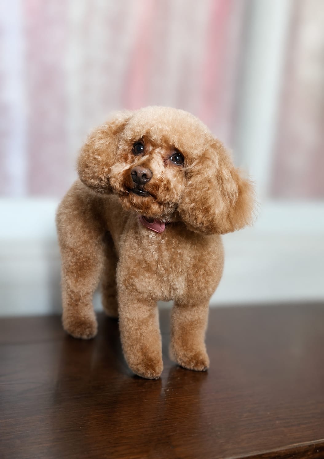 Canela, caniche toy apricot después del grooming en peluquería canina Quilmes