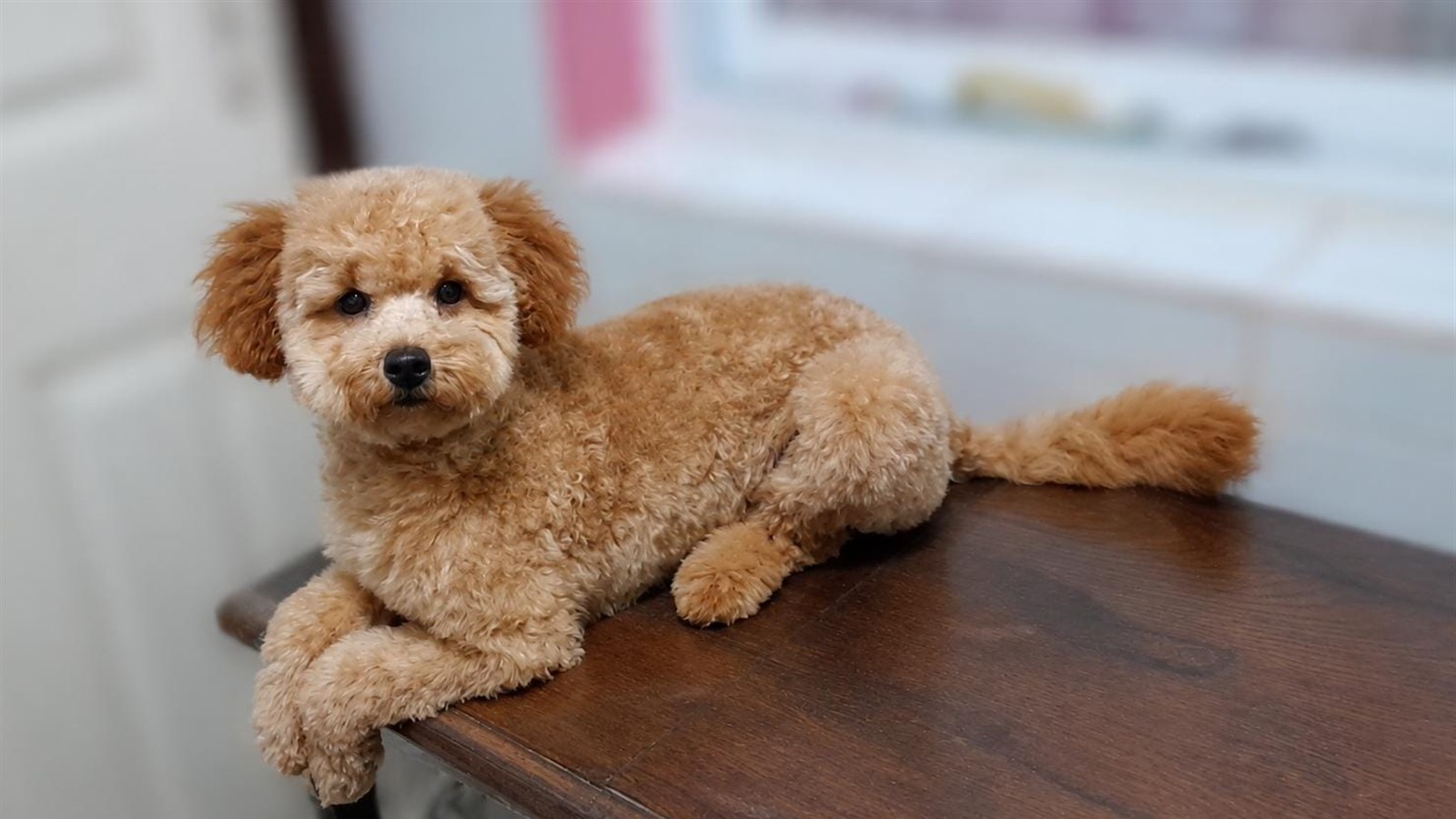 Coco, caniche toy apricot después del baño en peluquería canina Quilmes