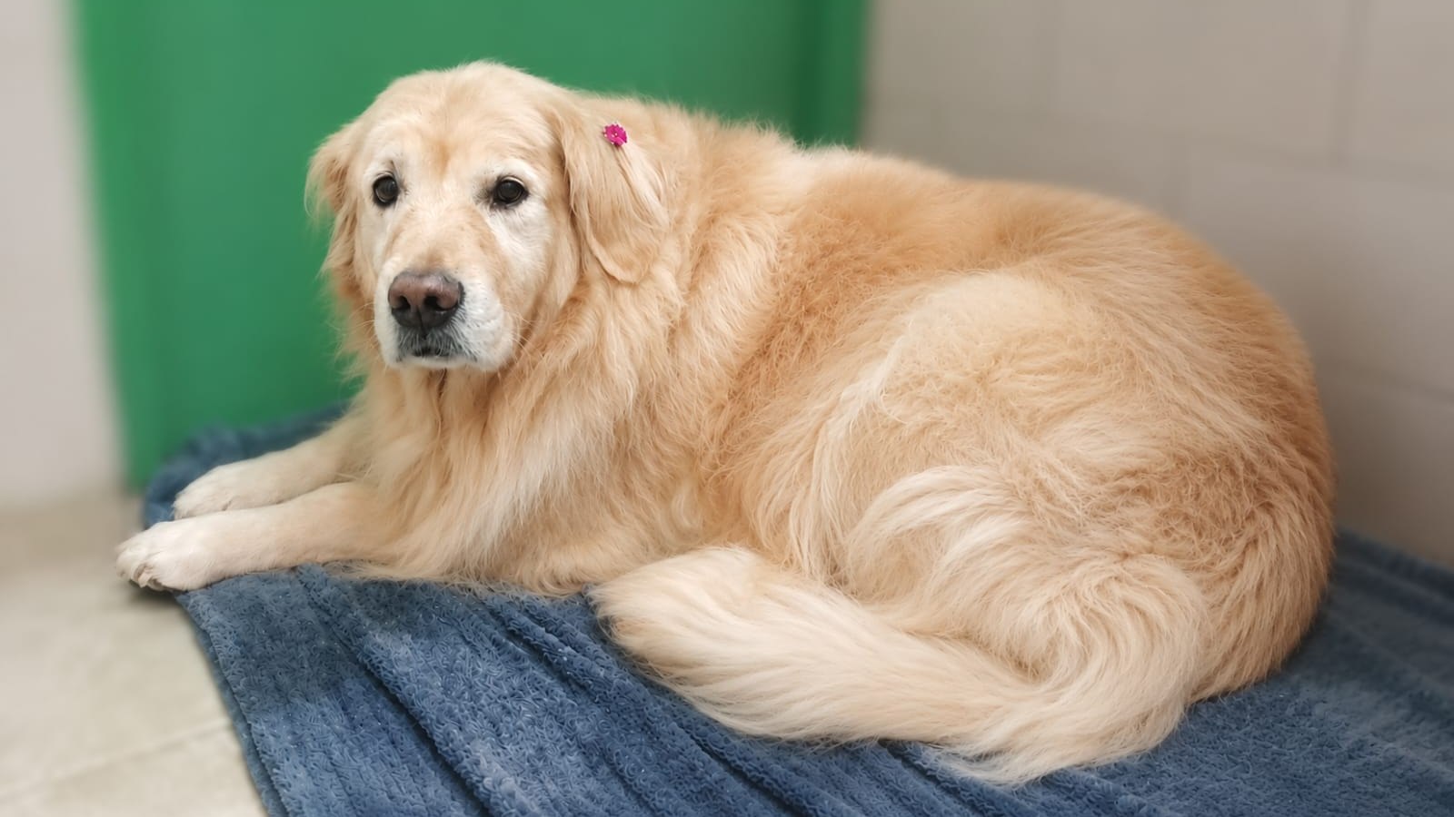 Dora, golden retriever después del baño completo en peluquería canina Quilmes