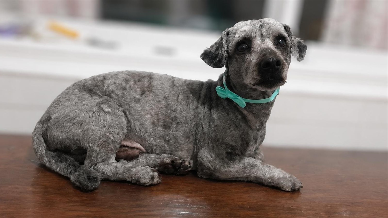 Milo, caniche gris sal y pimienta en peluquería canina Quilmes