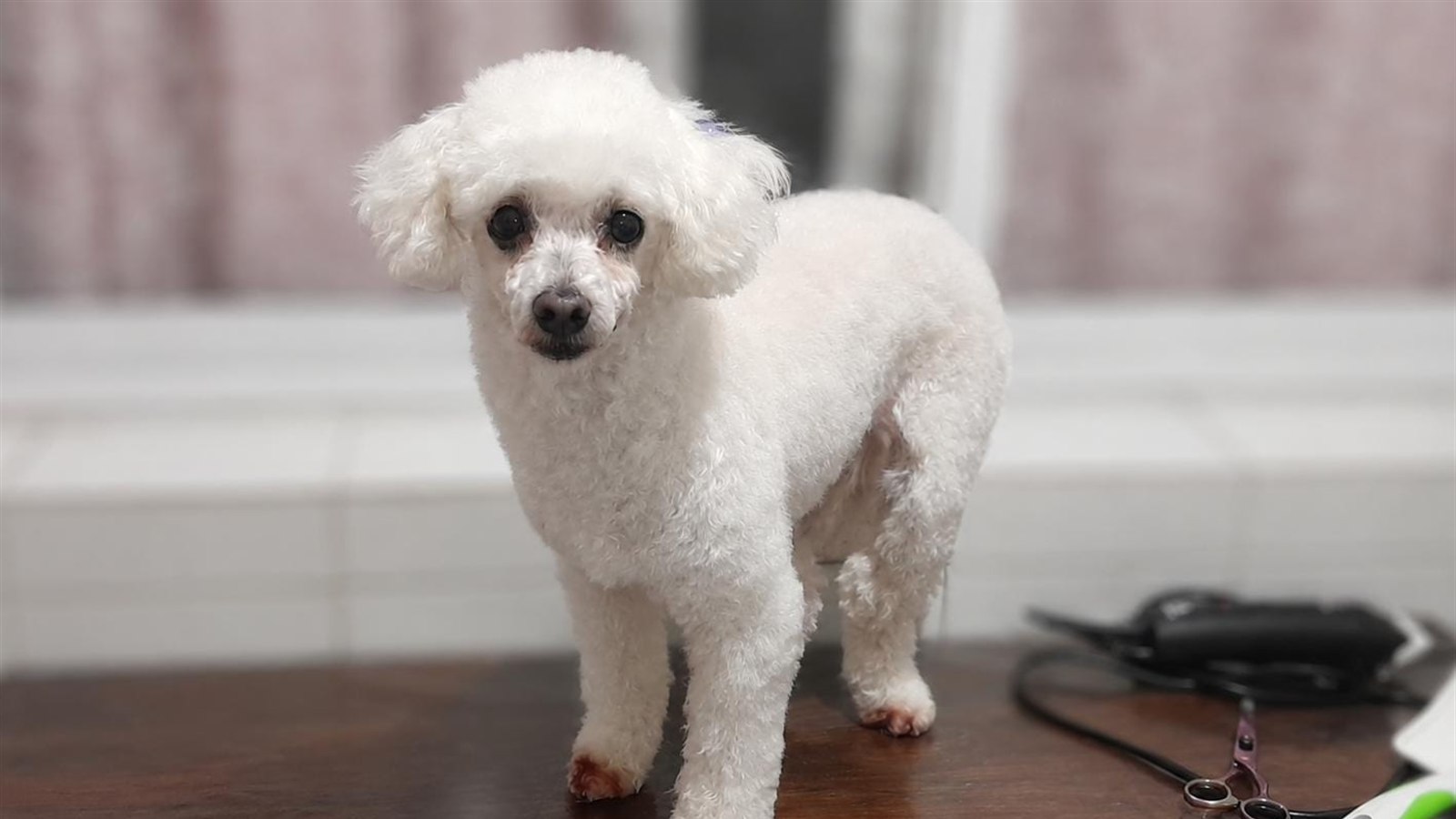 Nieve, caniche toy blanco con corte de pelo en peluquería canina Quilmes