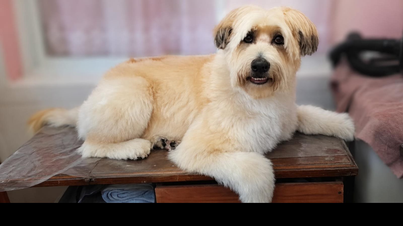 Rocco, wheaten terrier después de la estética canina en Quilmes