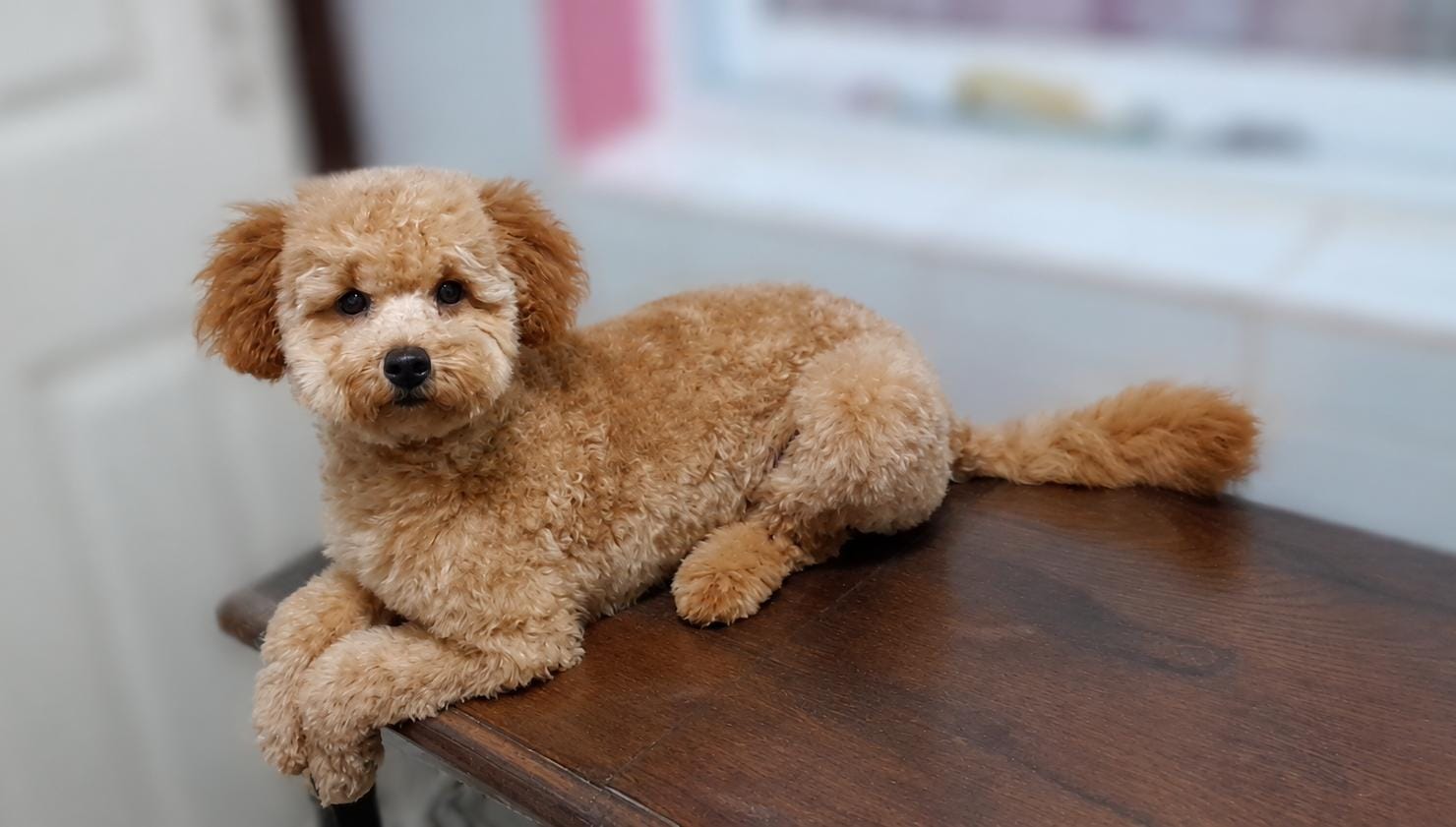 Coco, caniche toy apricot después del baño en peluquería canina Quilmes