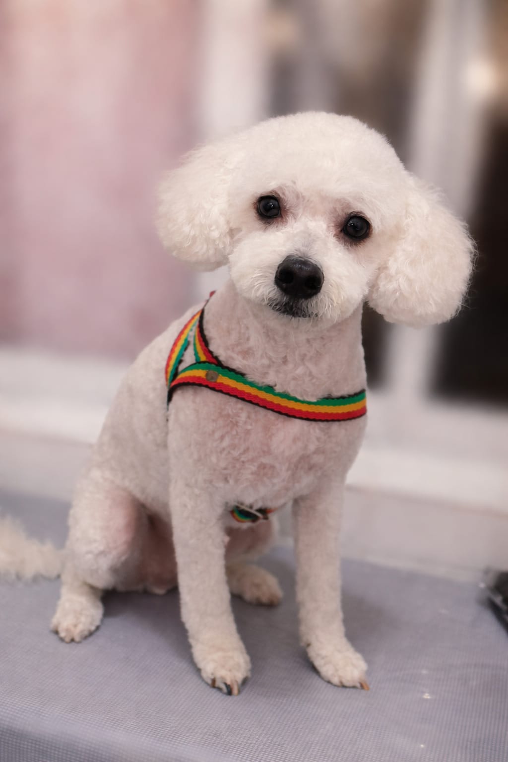 Copito, bichón frisé después del baño completo en peluquería canina Quilmes