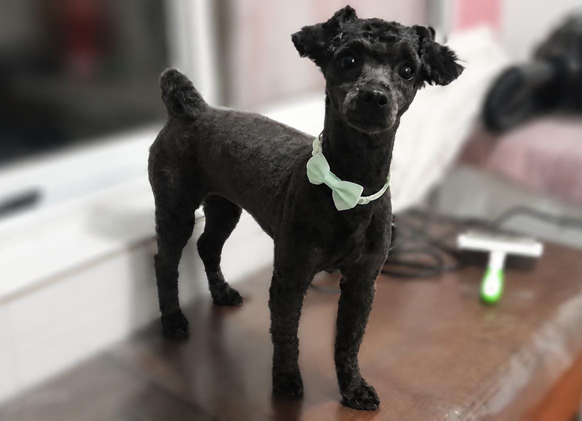 Kira, caniche toy negro después del grooming en peluquería canina Quilmes