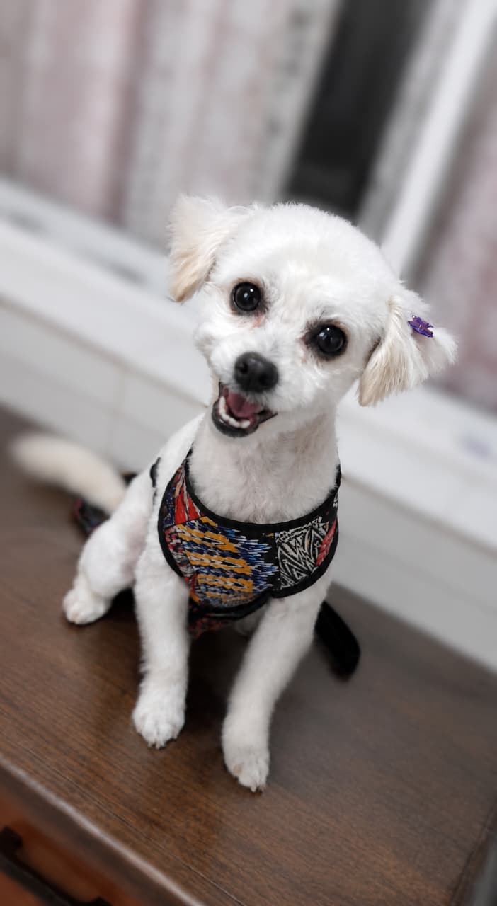 Lola, maltés con baño y corte en peluquería de perros Quilmes