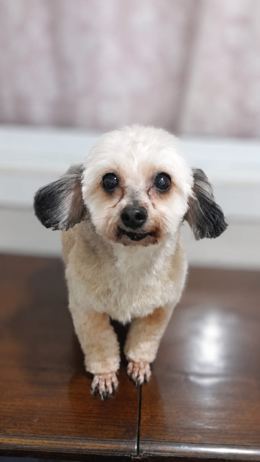Lulú, maltipoo con corte teddy bear en peluquería canina Quilmes