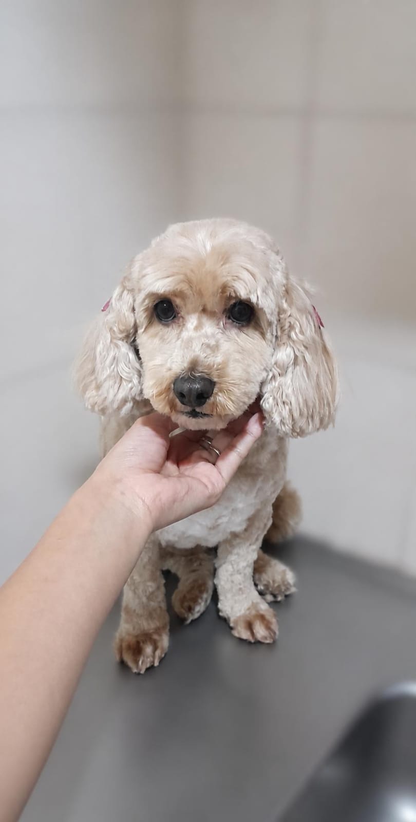Luna, cavapoo con lazos después de la estética canina en Quilmes