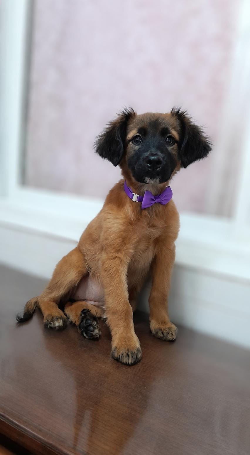 Max, cachorro pastor alemán en peluquería canina Quilmes Bernal