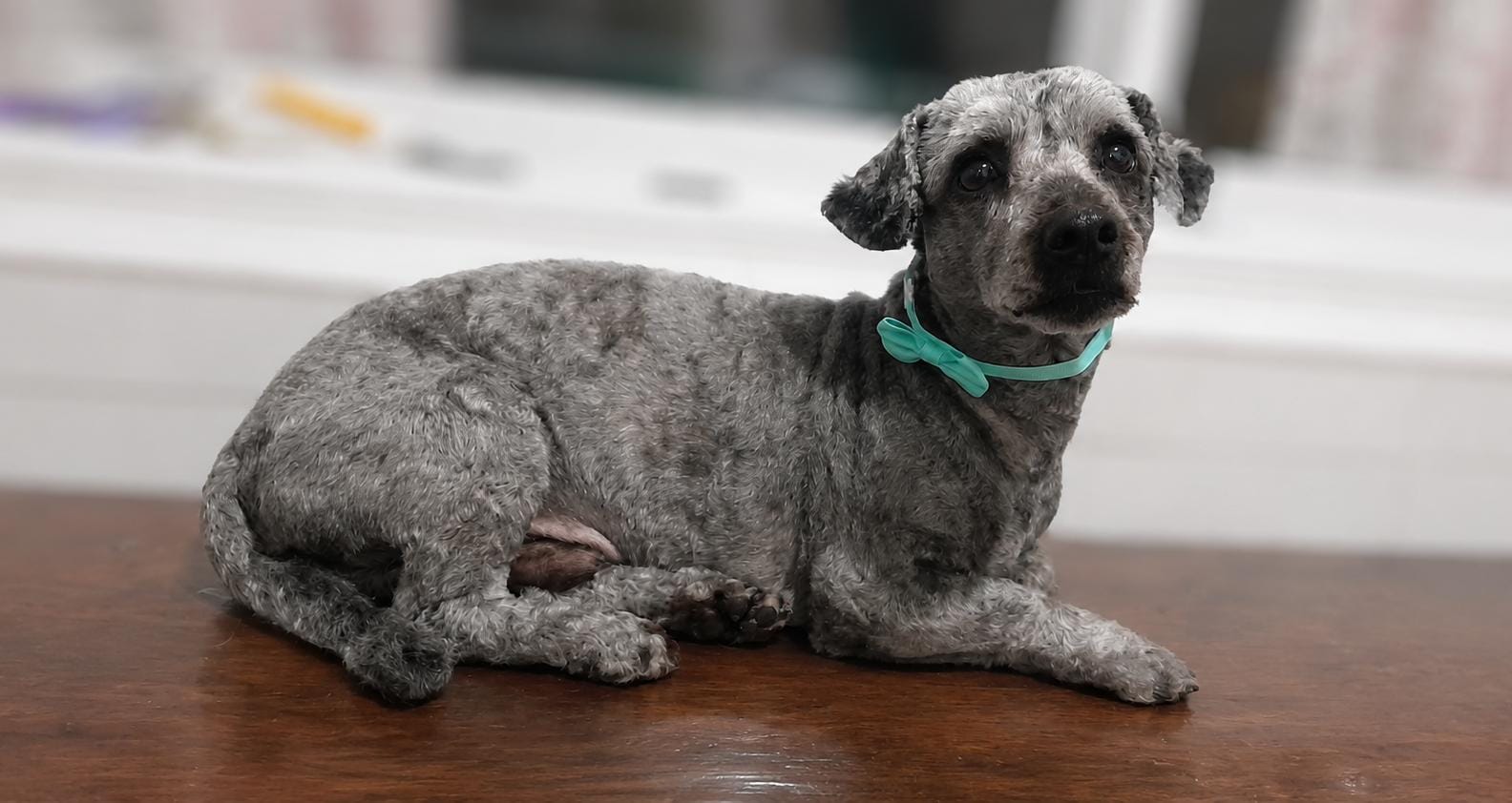 Milo, caniche gris sal y pimienta en peluquería canina Quilmes