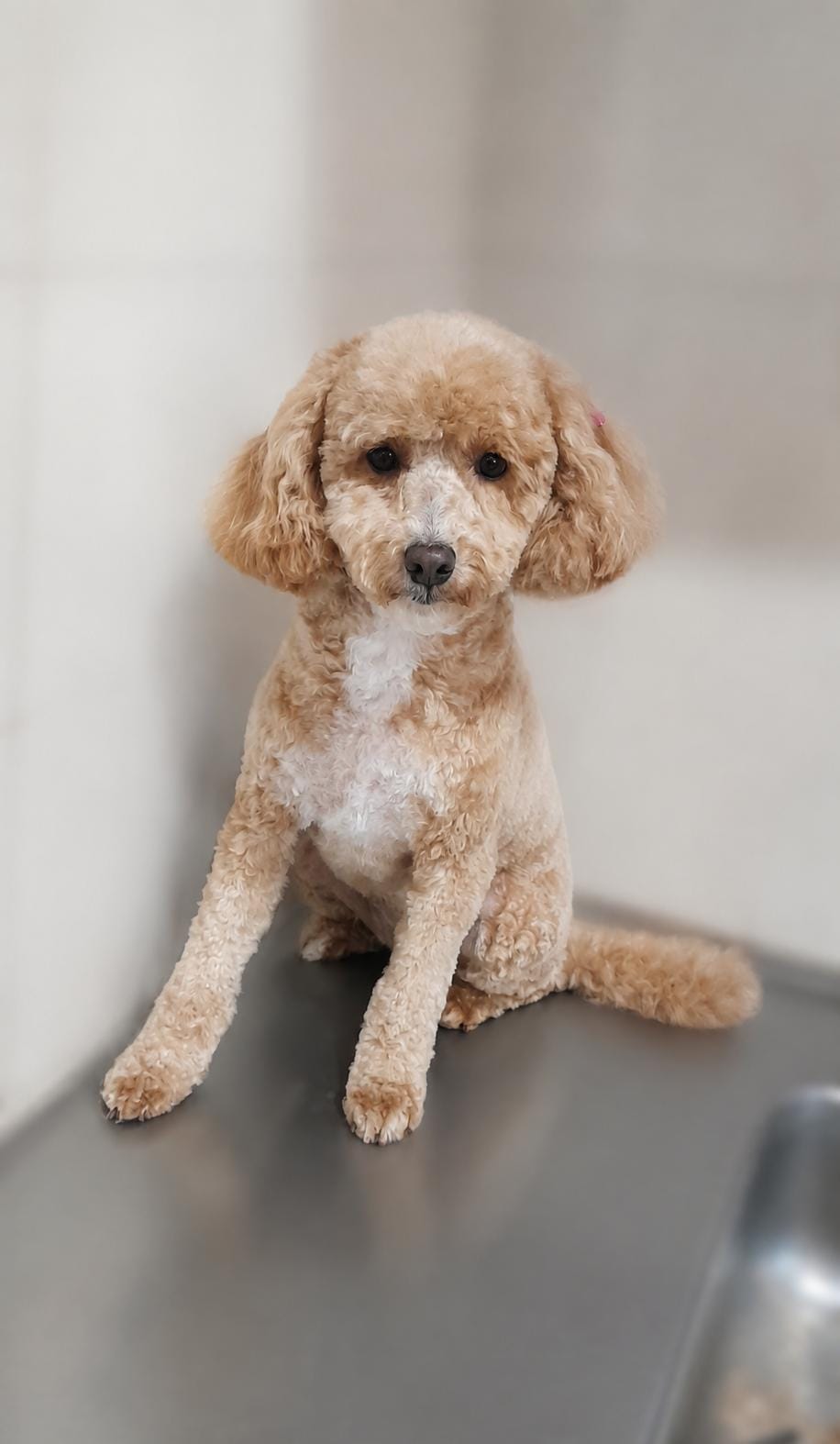 Mimi, caniche miniatura con pack de estética completa en Quilmes