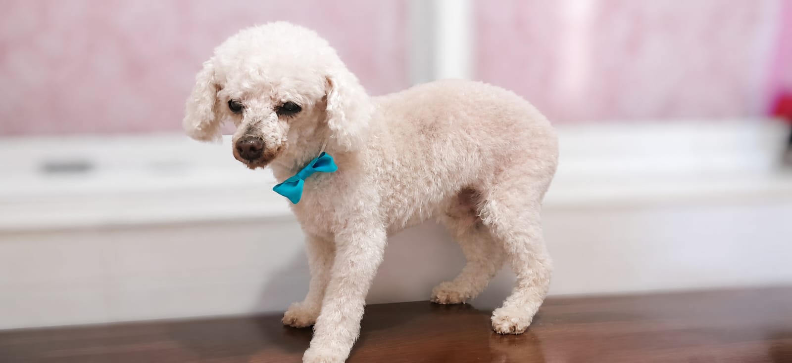 Nala, caniche blanco con corte y moño en peluquería canina Quilmes