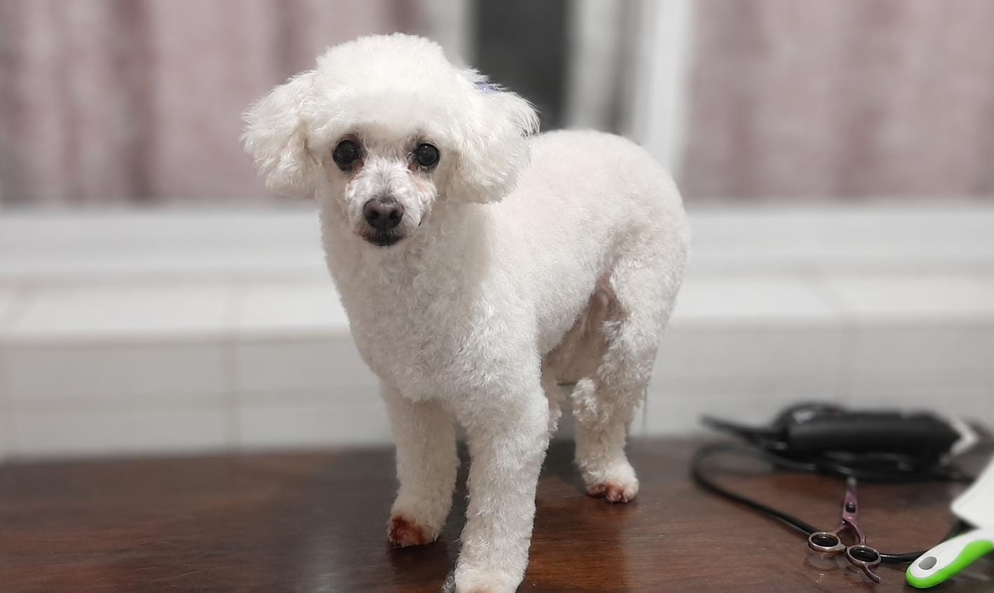 Nieve, caniche toy blanco con corte de pelo en peluquería canina Quilmes