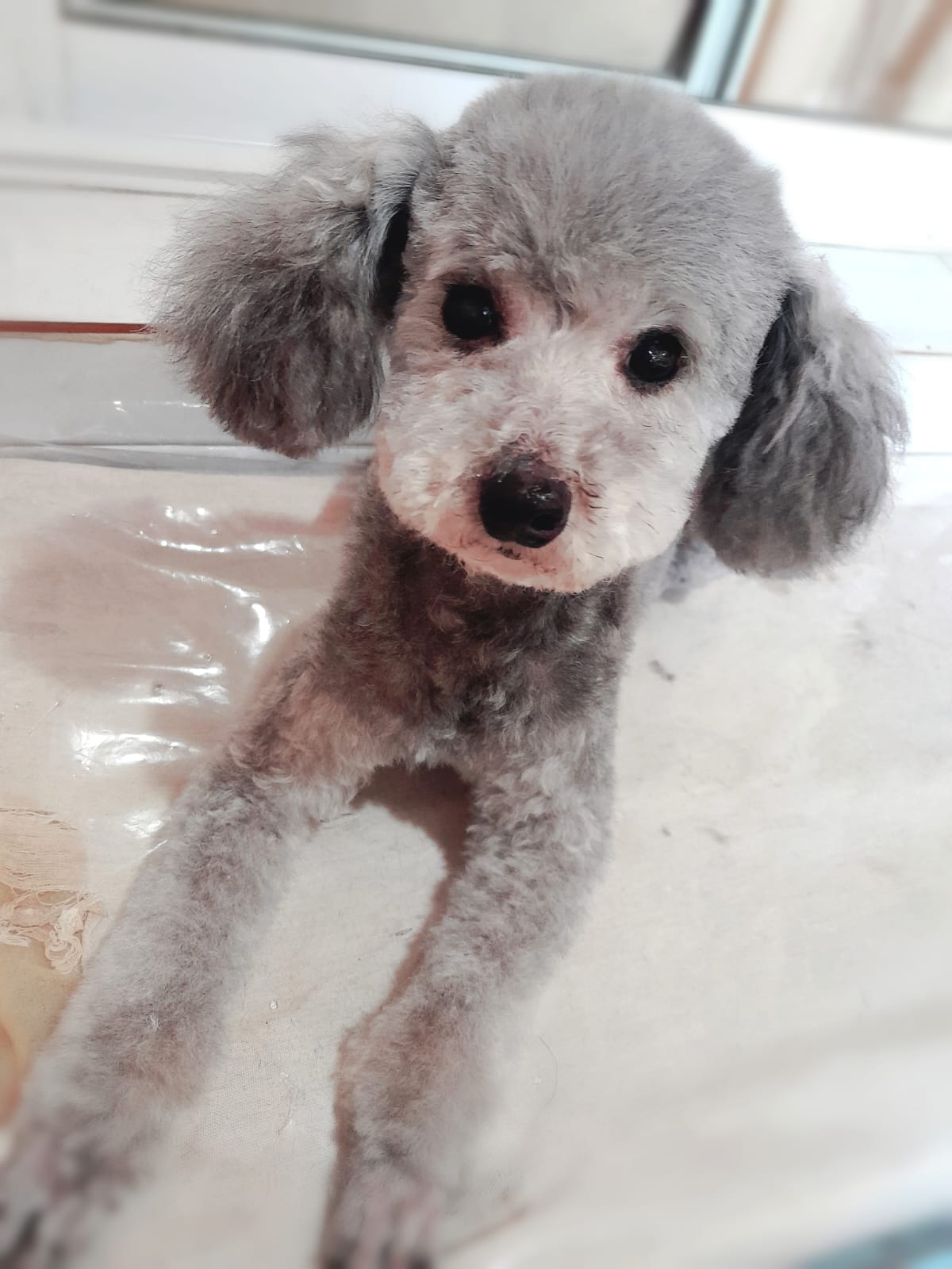 Nina, caniche silver con corte teddy bear en peluquería canina Quilmes