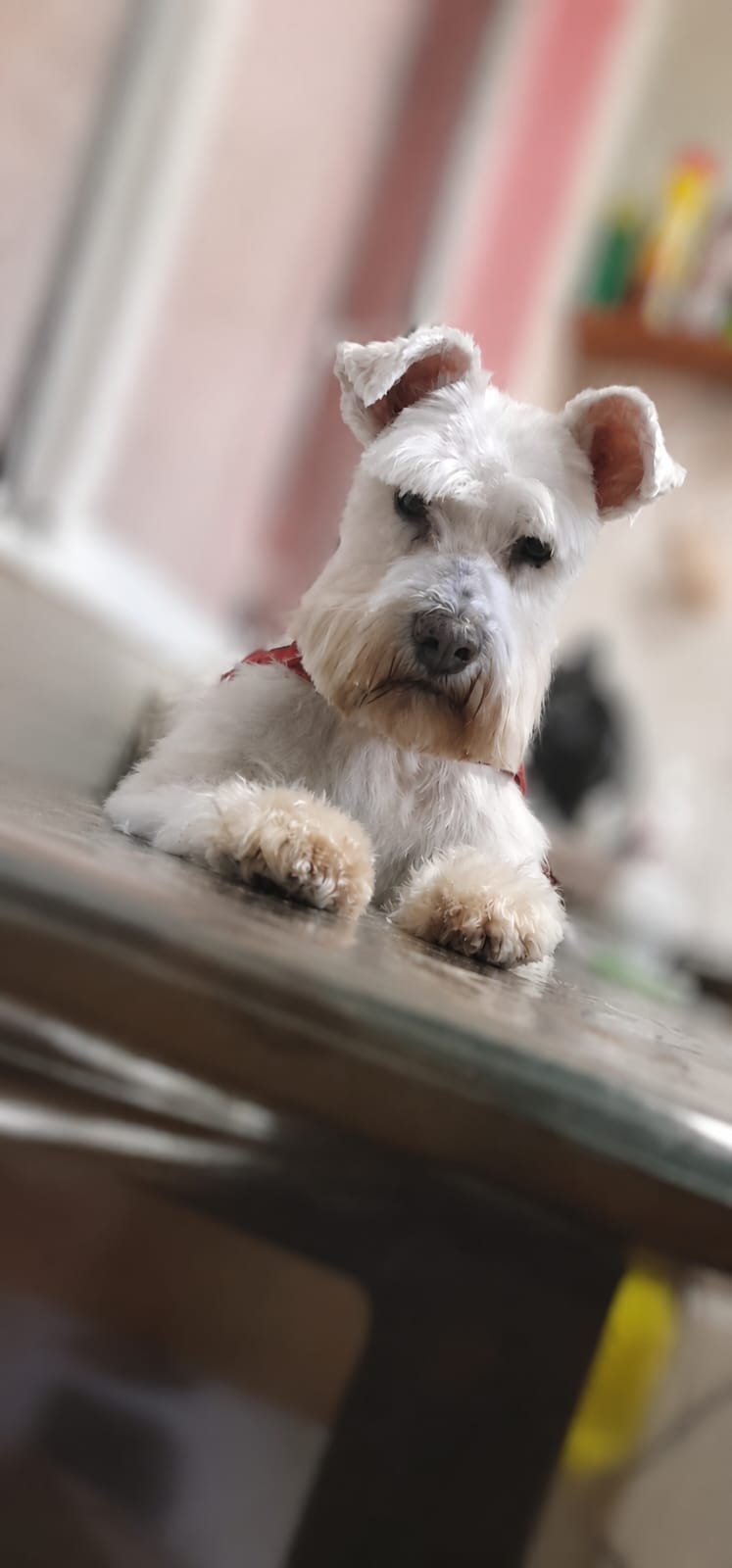 Otto, schnauzer miniatura blanco en peluquería canina Quilmes