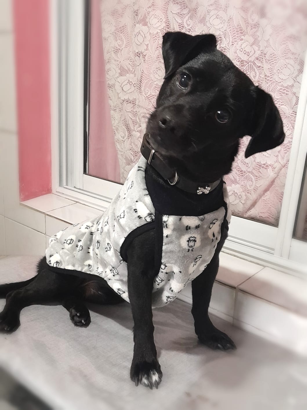 Pancho, pinscher miniatura en peluquería canina Quilmes