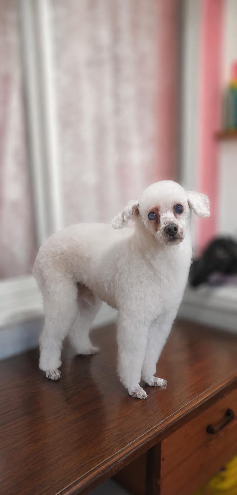Perla, caniche miniatura blanco en peluquería de perros Quilmes