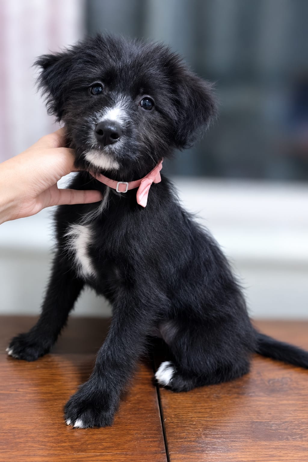 Pimienta, terrier mestizo con corte de pelo en peluquería canina Quilmes