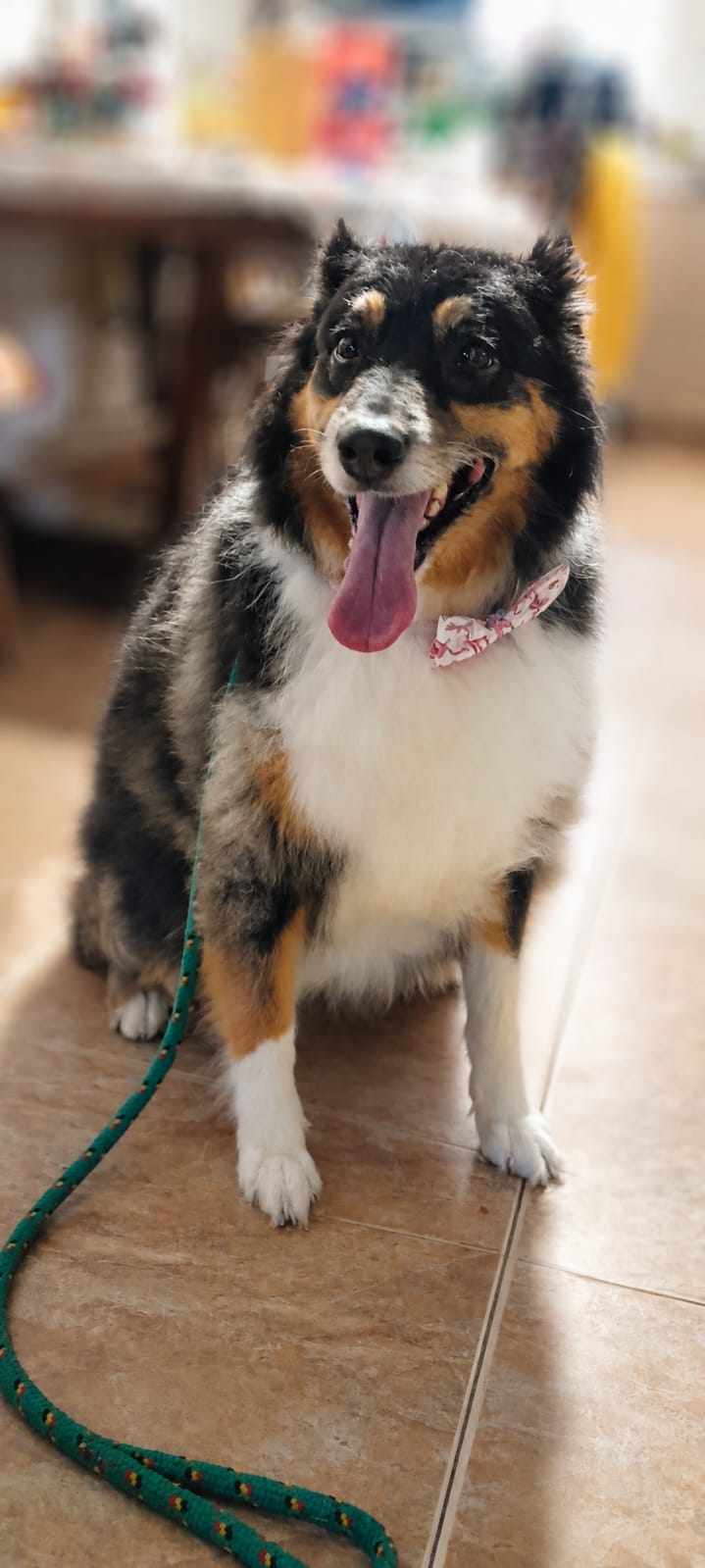 Rex, pastor australiano en peluquería canina Quilmes Bernal Don Bosco