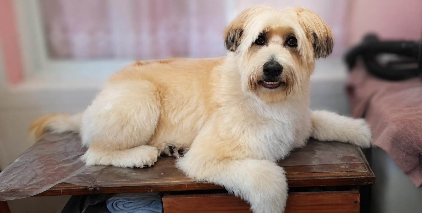 Rocco, wheaten terrier después de la estética canina en Quilmes