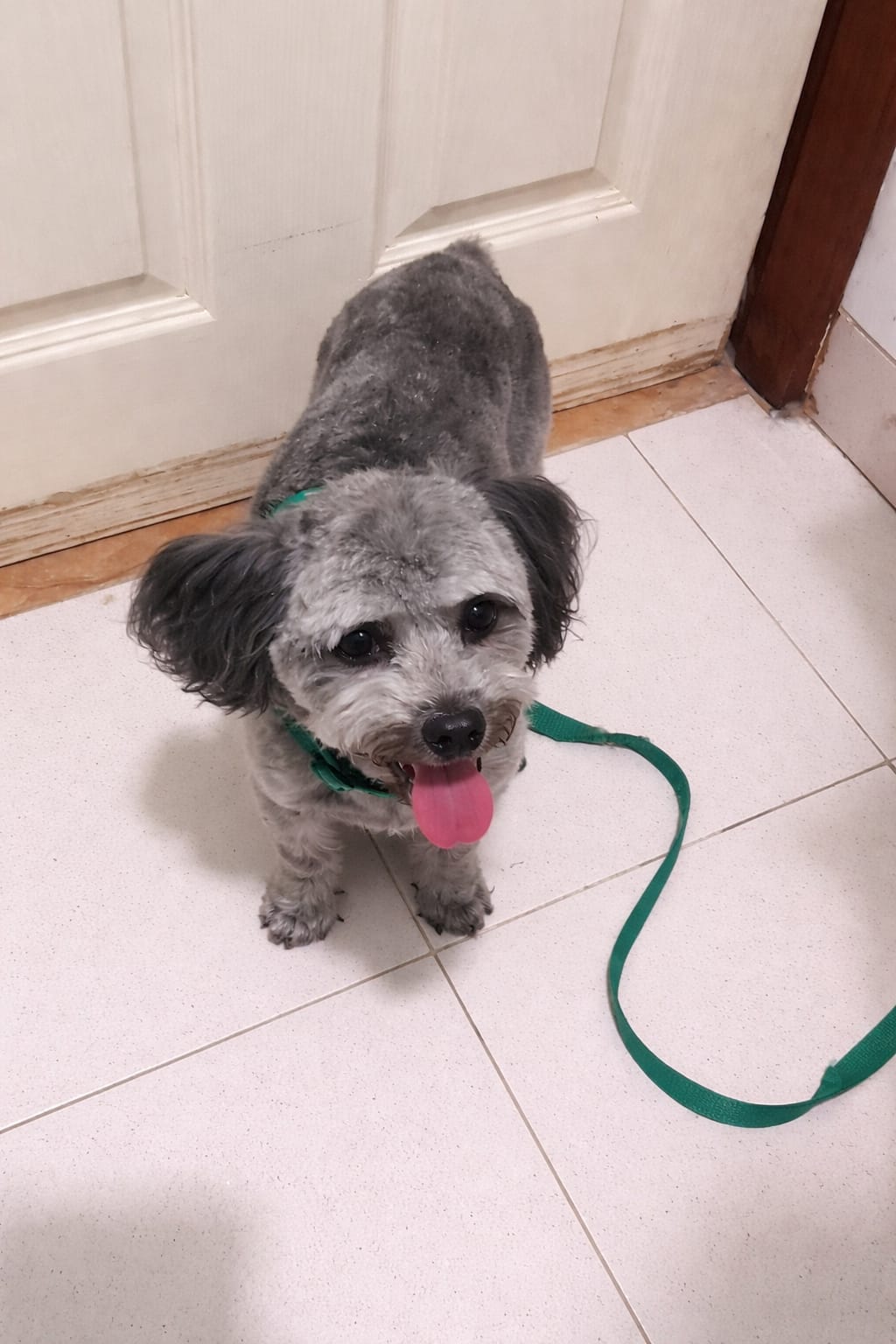 Sasha, maltipoo gris después de la estética canina en Quilmes