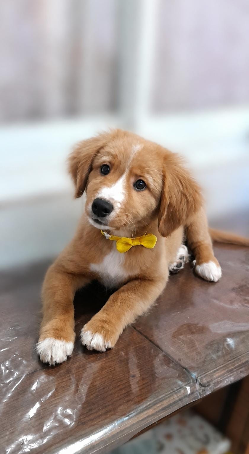 Sunny, cachorro cocker spaniel en peluquería canina Quilmes