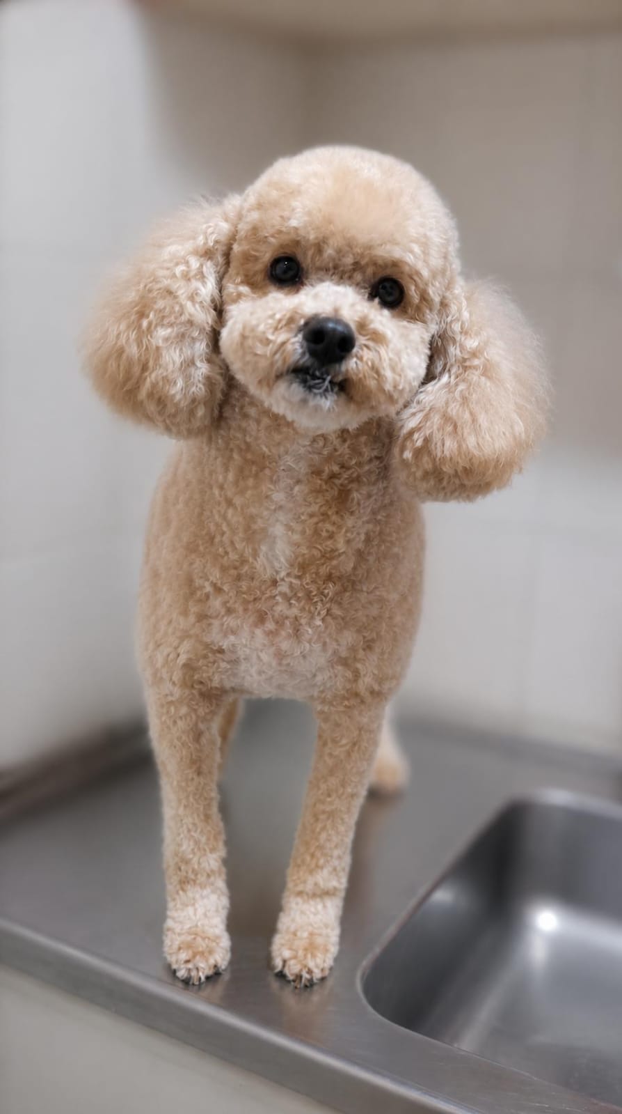 Teddy, caniche toy con corte teddy bear en peluquería canina Quilmes